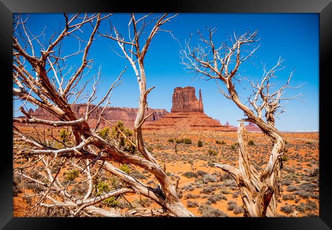 Dry rotten trees at Monument Valley in Utah Framed Print by Erik Lattwein