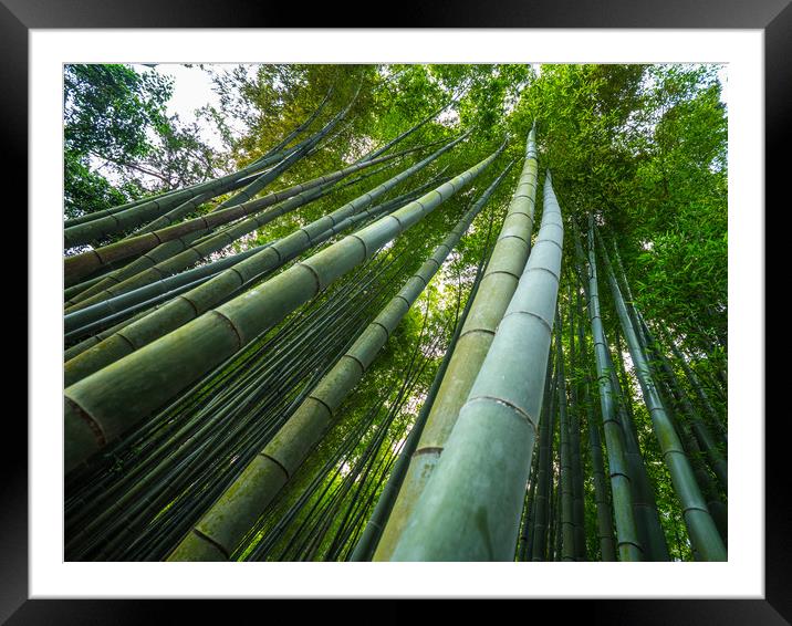 Tall Bamboo trees in an Japanese Forest Framed Mounted Print by Erik Lattwein