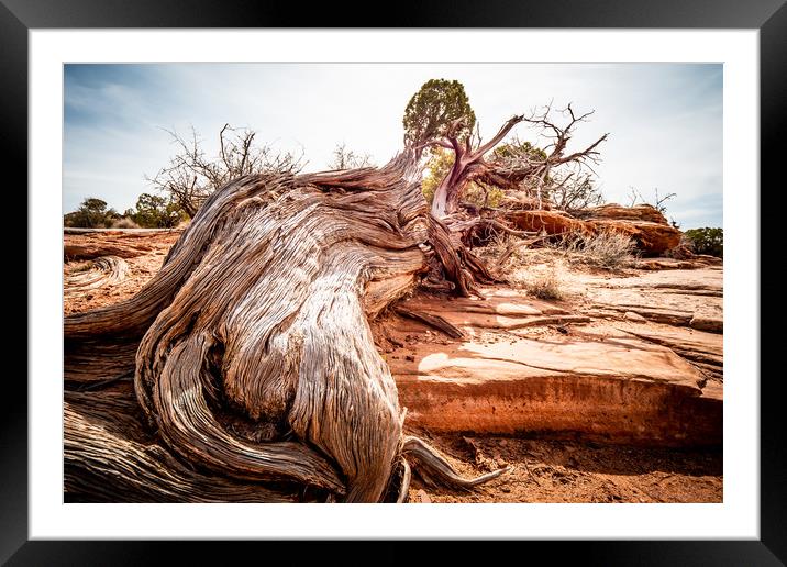 Dry rotten trees in the desert of Utah Framed Mounted Print by Erik Lattwein