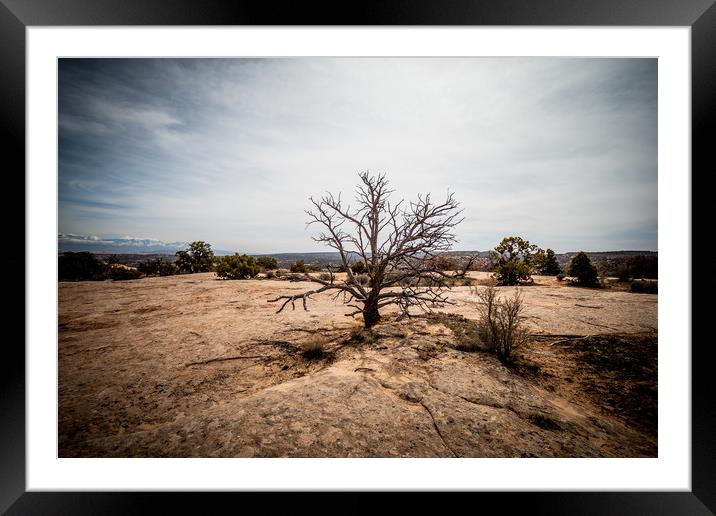 Amazing landscape and vegetation in the desert of  Framed Mounted Print by Erik Lattwein