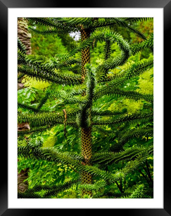 Amazing vegetation in a jungle forest Framed Mounted Print by Erik Lattwein