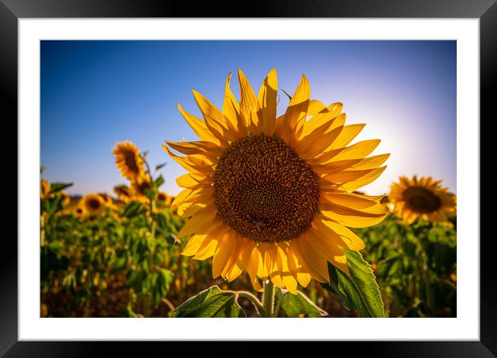 Close up of sunflowers in the Provence France Framed Mounted Print by Erik Lattwein