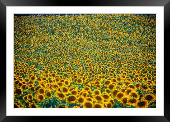 Huge sunflower fields in the Provence France Framed Mounted Print by Erik Lattwein