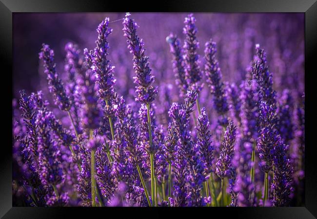 Famous lavender fields in France Provence Framed Print by Erik Lattwein