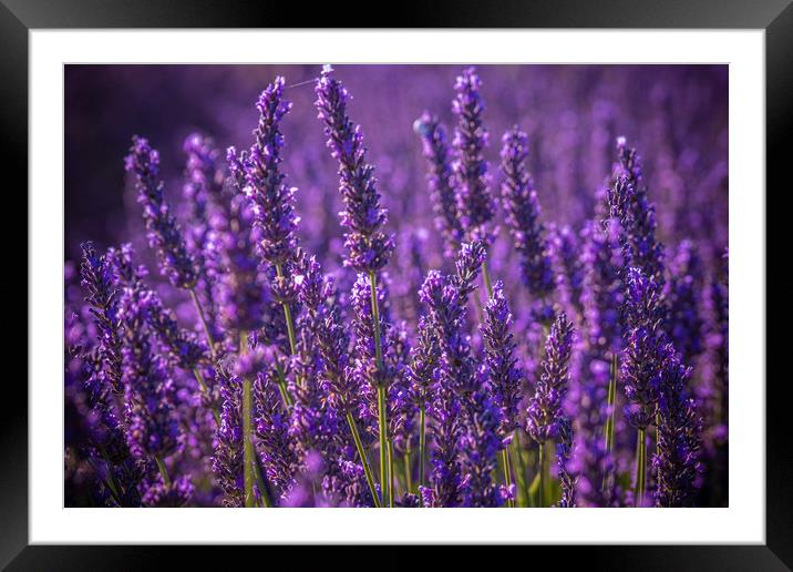 Famous lavender fields in France Provence Framed Mounted Print by Erik Lattwein