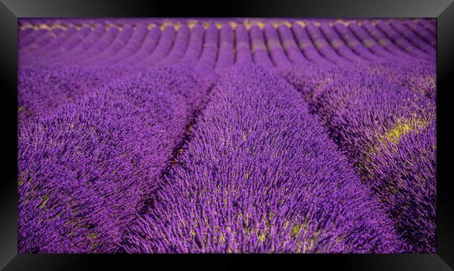 The violet lavender fields of Valensole Provence i Framed Print by Erik Lattwein