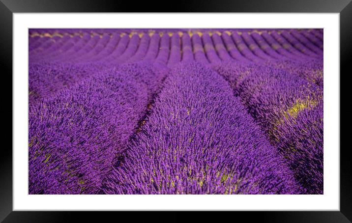 The violet lavender fields of Valensole Provence i Framed Mounted Print by Erik Lattwein