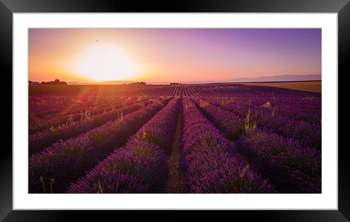 Amazing sunset over the lavender fields of Valenso Framed Mounted Print by Erik Lattwein