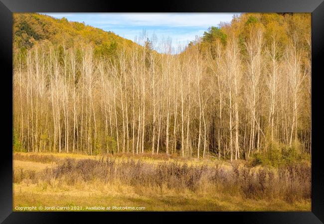 A forest of poplar trees without leaves in winter Framed Print by Jordi Carrio