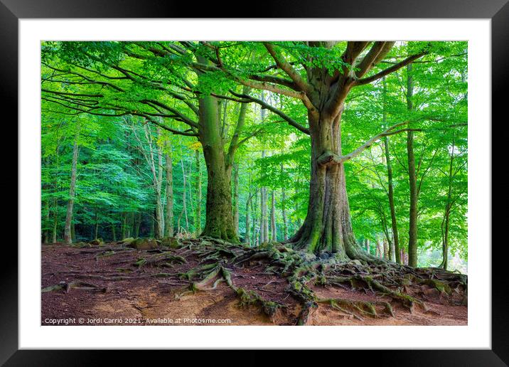 Majestic Montseny Beech Forest - C1509-2774-GLA Framed Mounted Print by Jordi Carrio