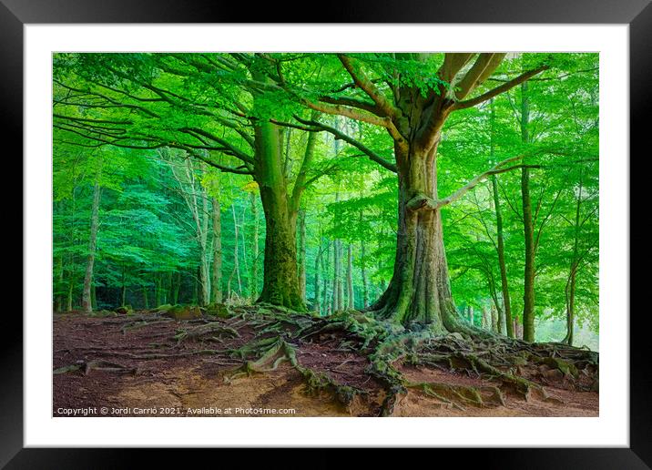 Mighty Beech Forest in Montseny - C1509-2774-GLA Framed Mounted Print by Jordi Carrio