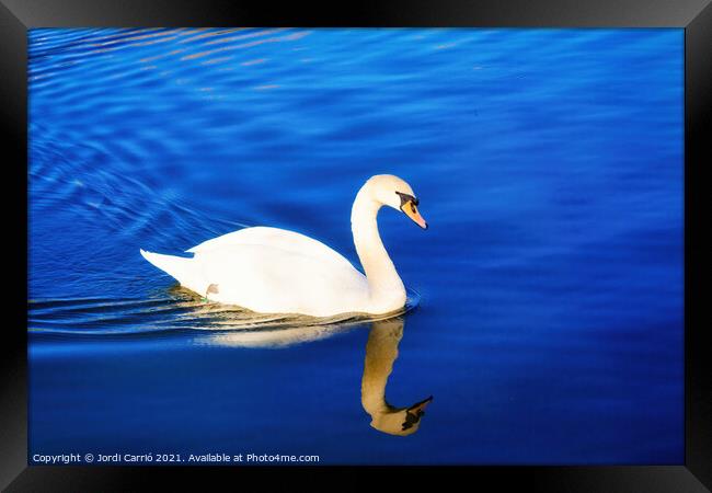White swan sailing in the blue waters - Glamor Edition  Framed Print by Jordi Carrio