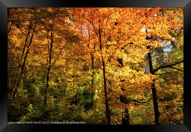 Autumn ocher colors in the forest - Orton glow Edition  Framed Print by Jordi Carrio