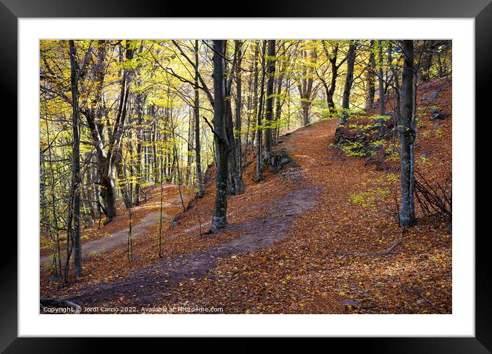 Beech forest in autumn Framed Mounted Print by Jordi Carrio