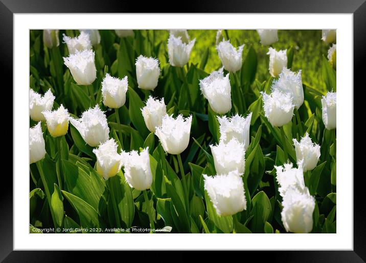 White Tulip Serenity - CR2305-9171-ORT Framed Mounted Print by Jordi Carrio