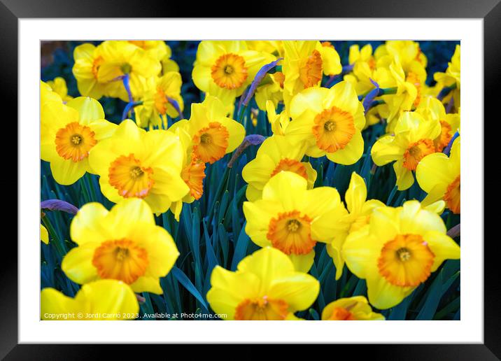 Yellow tulips. - CR2305-9199-ORT Framed Mounted Print by Jordi Carrio