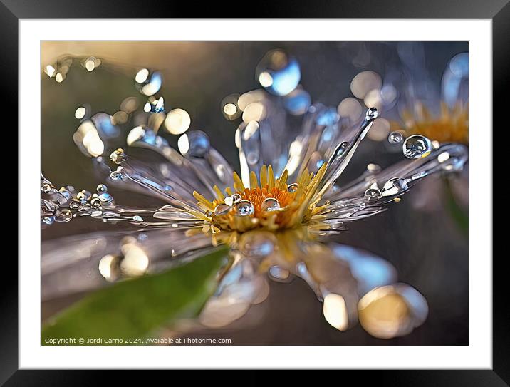Dew Dawn in Golden Flora - GIA-2310-1129-REA Framed Mounted Print by Jordi Carrio