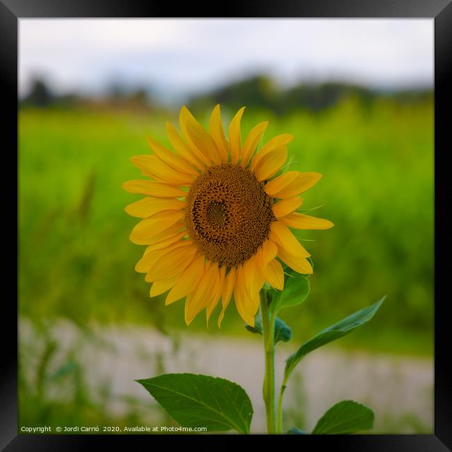 Sunflower blossom in full splendor Framed Print by Jordi Carrio