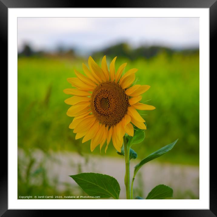 Sunflower blossom in full splendor Framed Mounted Print by Jordi Carrio