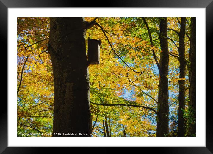 Beech forest of the Grevolosa in autumn  Framed Mounted Print by Jordi Carrio