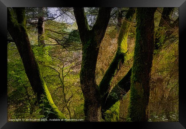 A ray of sunlight between the branches of an oak with moss Framed Print by Jordi Carrio
