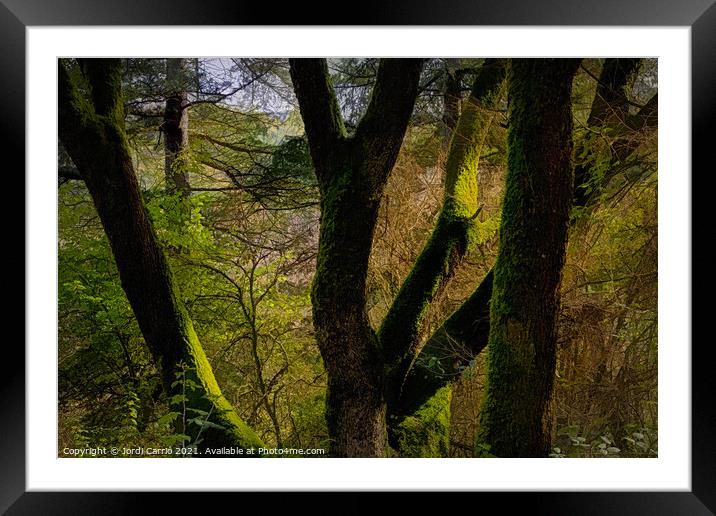 A ray of sunlight between the branches of an oak with moss Framed Mounted Print by Jordi Carrio