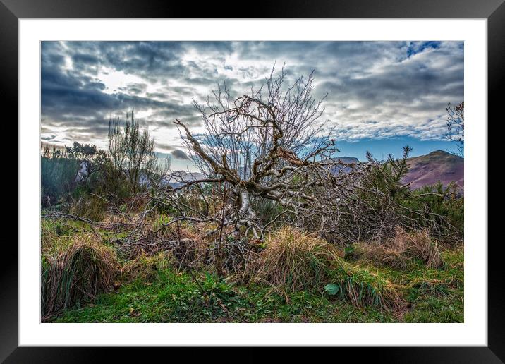 Fallen Tree at Derwent Water Framed Mounted Print by Scott Somerside