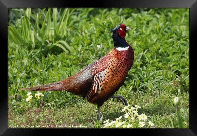 Majestic Pheasant in a Serene Garden Framed Print by Simon Marlow