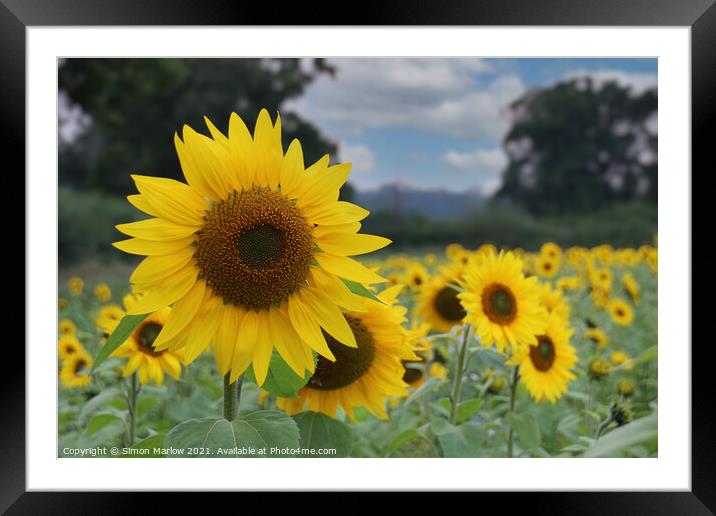 Sunflower Framed Mounted Print by Simon Marlow