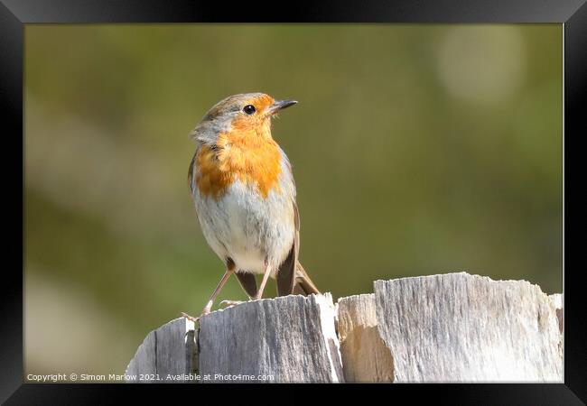 Radiant Robin in Spring Framed Print by Simon Marlow