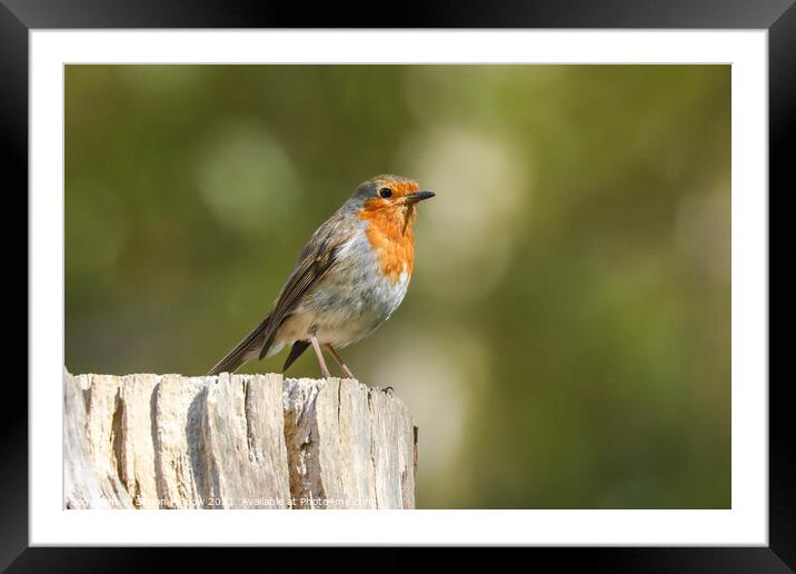 Little Robin stood on a log Framed Mounted Print by Simon Marlow