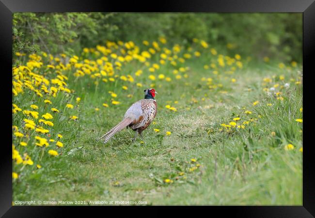 Majestic Male Pheasant Strolling through a Verdant Framed Print by Simon Marlow