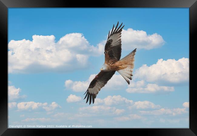Red kite Framed Print by Simon Marlow