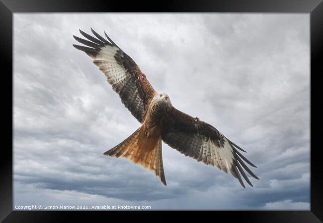 Red Kite Framed Print by Simon Marlow