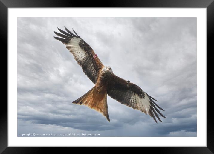 Red Kite Framed Mounted Print by Simon Marlow
