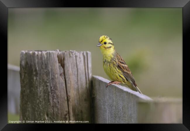 Yellowhammer Framed Print by Simon Marlow