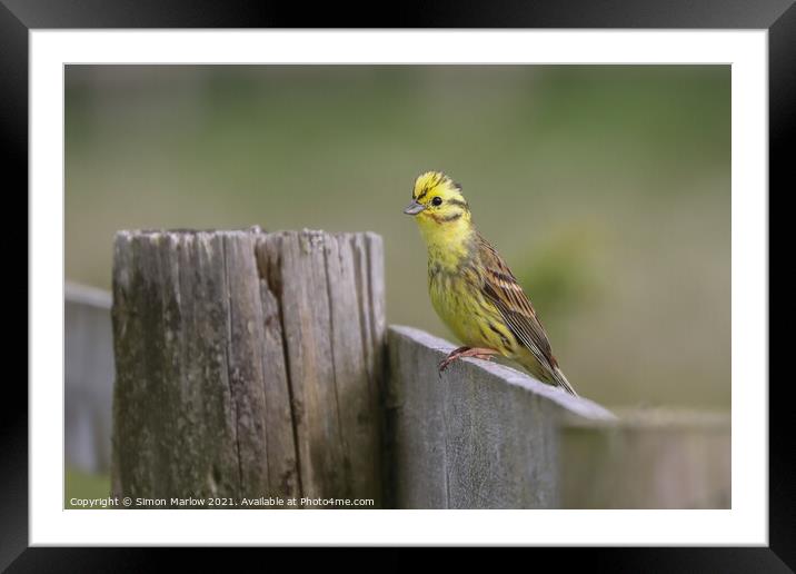 Yellowhammer Framed Mounted Print by Simon Marlow