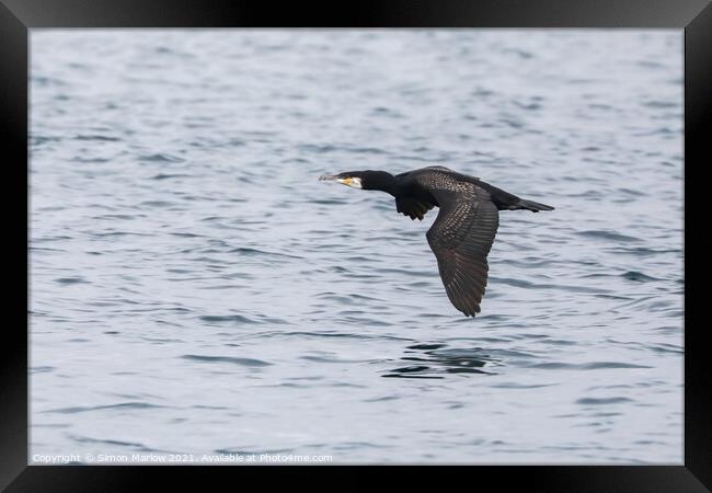 Cormorant flying low over water in the Isles of Scilly Framed Print by Simon Marlow