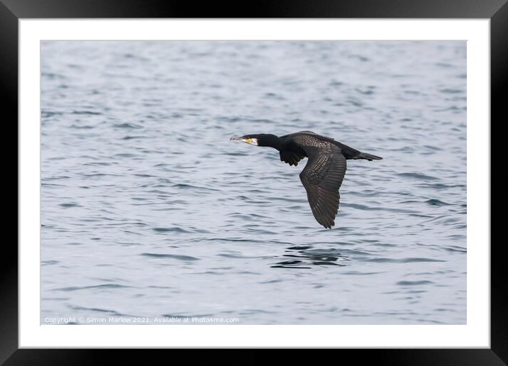 Cormorant flying low over water in the Isles of Scilly Framed Mounted Print by Simon Marlow