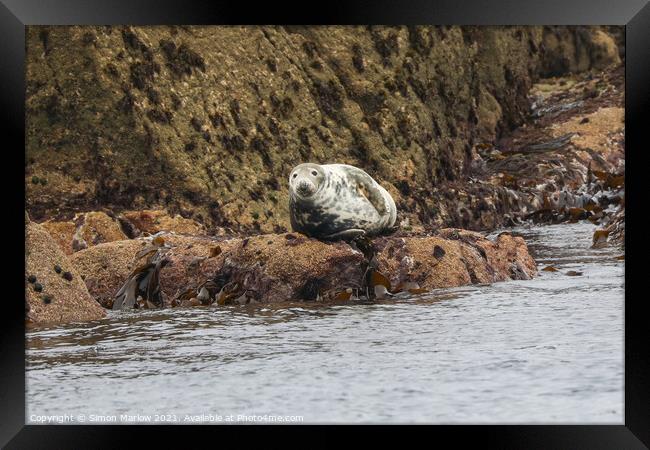 Serene Grey Seal Basking in the Isles of Scilly Su Framed Print by Simon Marlow