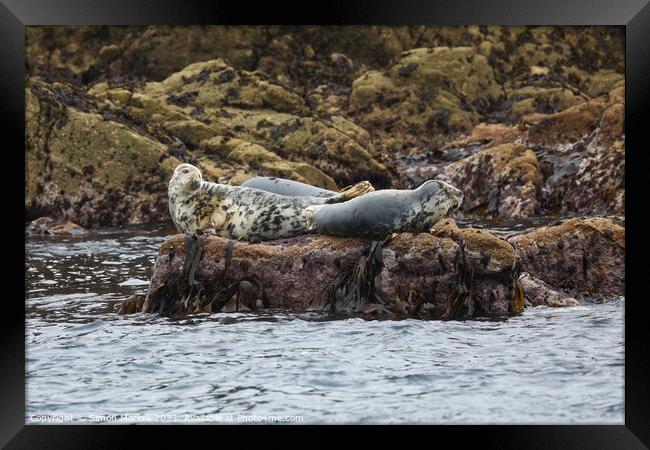 Monochrome Majesty Grey Seals Serene Seascape Framed Print by Simon Marlow