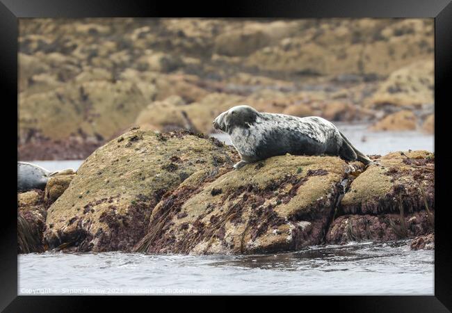 Tranquil Grey Seal Basking in the Sun Framed Print by Simon Marlow