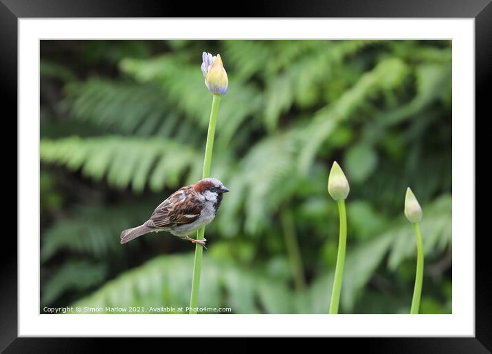 Serene Sparrow Amidst Lush Isles Framed Mounted Print by Simon Marlow