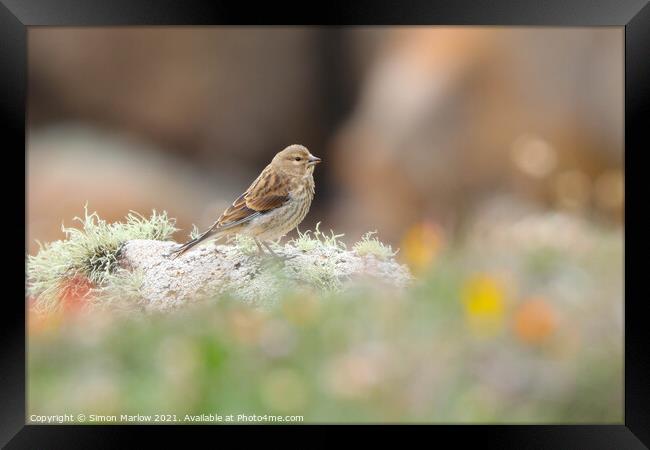 Furry Rock Pipit on Tresco Island Framed Print by Simon Marlow