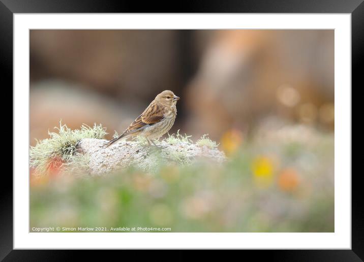 Furry Rock Pipit on Tresco Island Framed Mounted Print by Simon Marlow