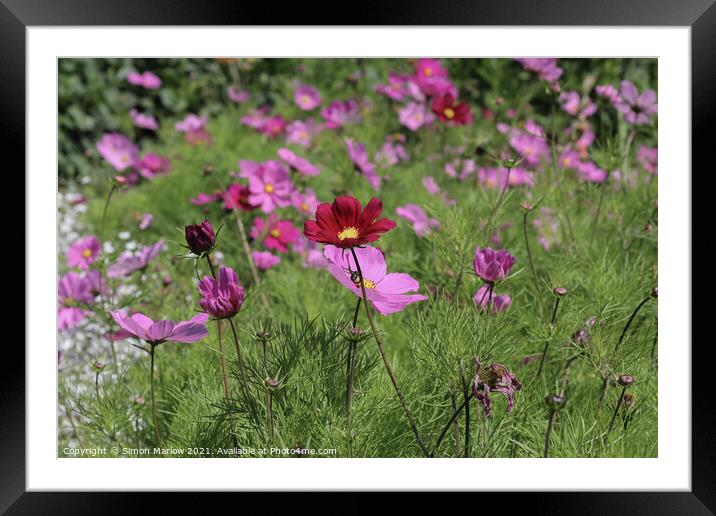 Exotic Cosmos Gardens in Scilly Framed Mounted Print by Simon Marlow