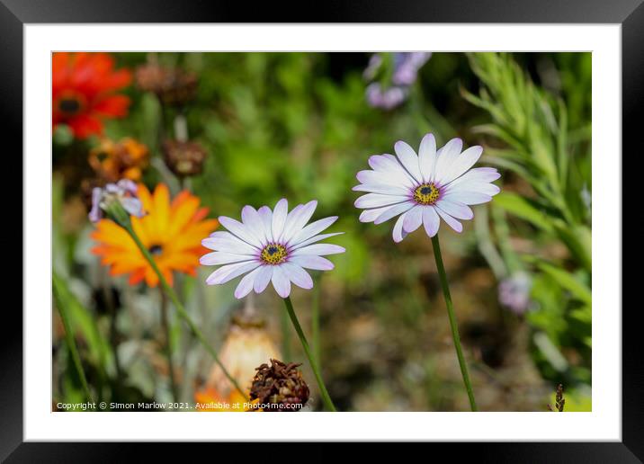 Exotic Cosmos Blooms on Scilly Isles Framed Mounted Print by Simon Marlow