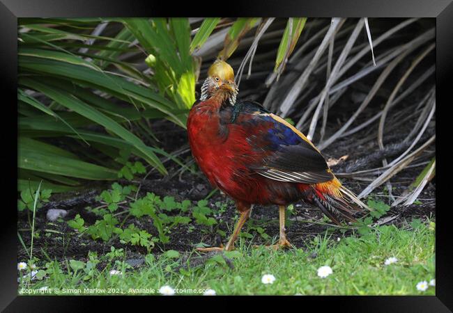 Golden Pheasant, Tresco, Isles of Scilly Framed Print by Simon Marlow