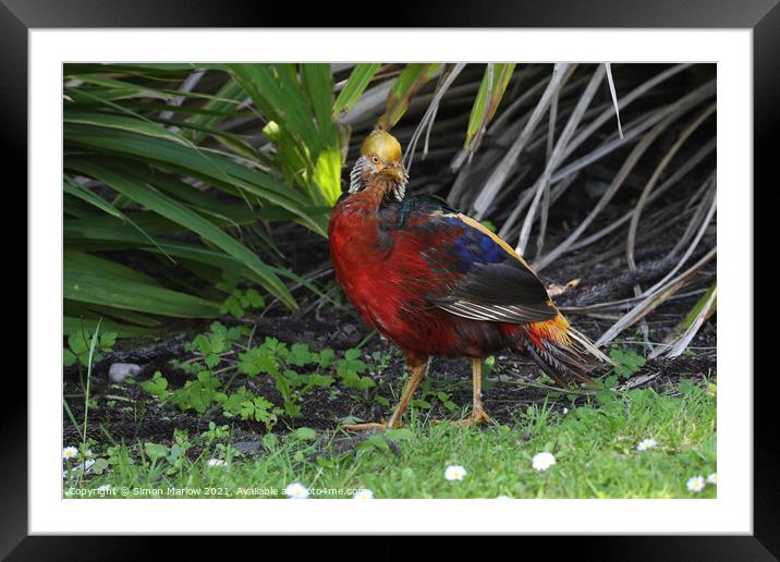 Golden Pheasant, Tresco, Isles of Scilly Framed Mounted Print by Simon Marlow