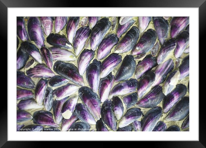 Mussel shells in the Isles of Scilly Framed Mounted Print by Simon Marlow